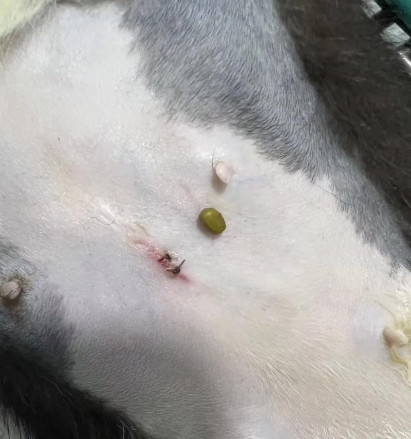 公猫绝育伤口恢复时间及注意事项（了解公猫绝育伤口的康复过程和护理要点，让你的宠物更健康）