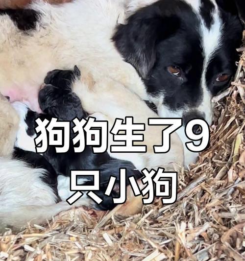 小狗多久开始生宝宝？（了解小狗生育时间的关键因素）