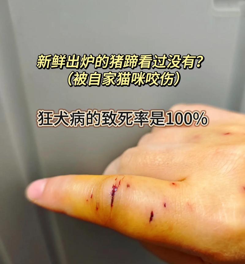 被仓鼠咬了怎么办？——应对仓鼠咬伤的处理方法（保持镇定，采取正确措施，妥善处理仓鼠咬伤情况）