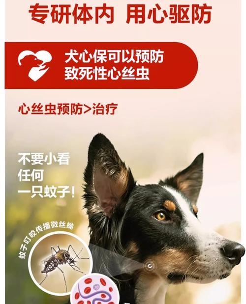 狗吃犬心能保多久生效（探究狗吃犬心对身体健康的影响及时间要求）