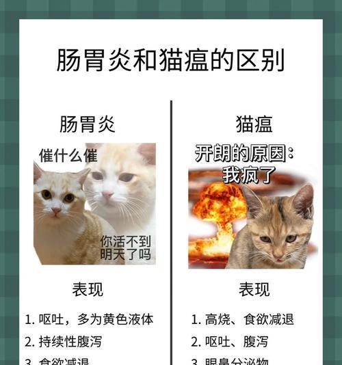 猫瘟后的合适时间段养猫（了解宠物安全与健康的关键）