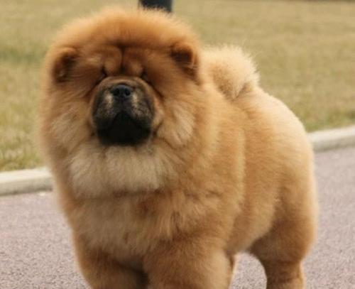 饲养倔强的松狮犬的关键诀窍（掌握这些饲养常识，让你与松狮犬建立更好的关系）