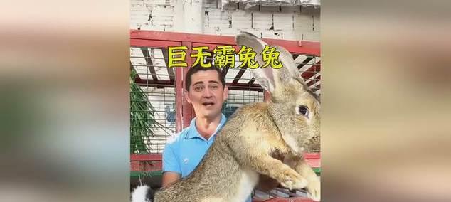家养兔子的寿命及关键因素解析（了解兔子寿命的关键因素，让宠物兔子更健康长寿）