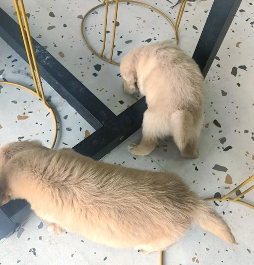 养金毛犬，要牢记的7件事（让你的金毛犬健康快乐成长）