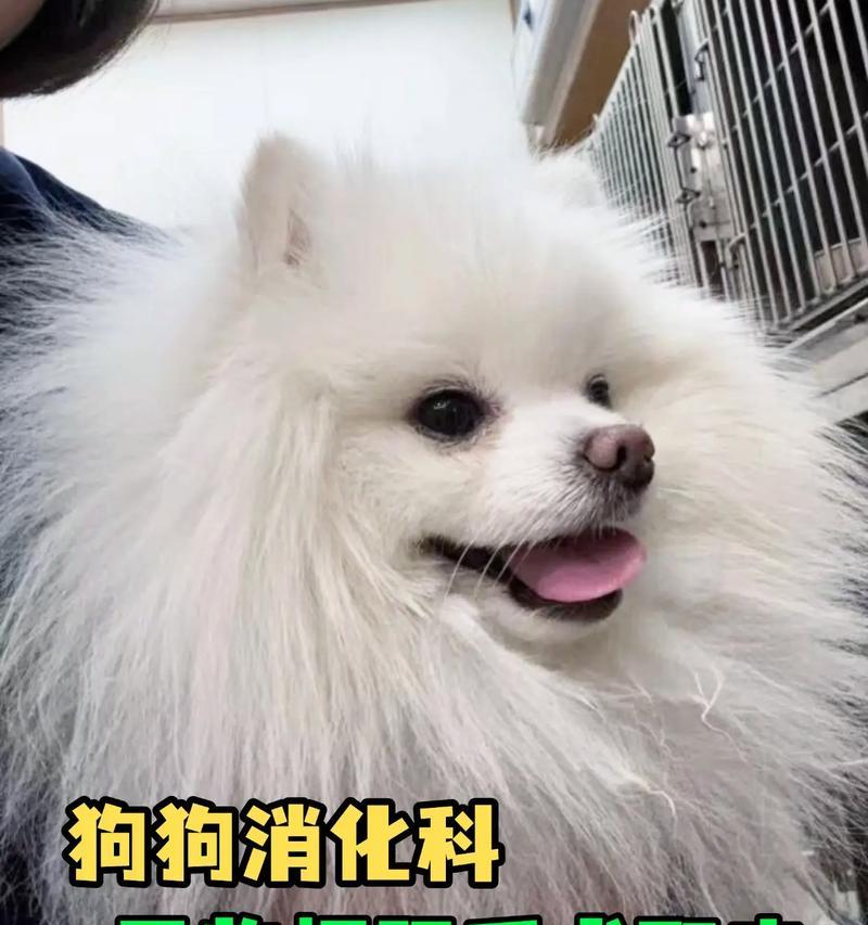 狗的必备用品（了解狗所需的物品，让它们健康快乐成长）