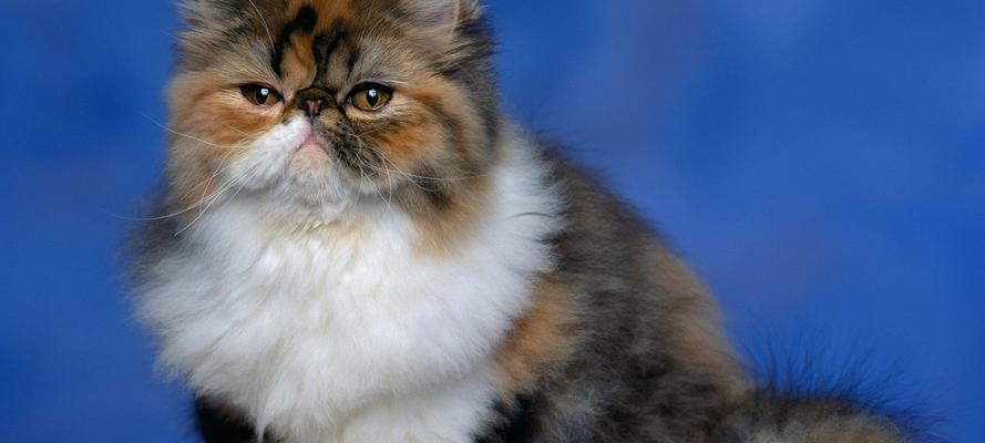 波斯猫的毛色丰富多彩（探索波斯猫的多种毛色与特征）