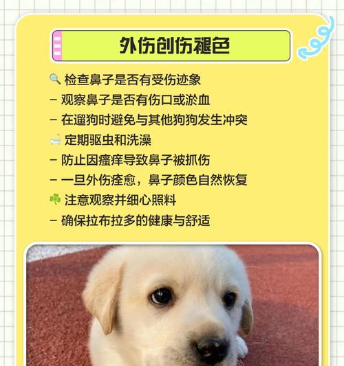 拉布拉多春季掉毛频率解析（揭秘拉布拉多春季换毛周期，降低毛发掉落的技巧）