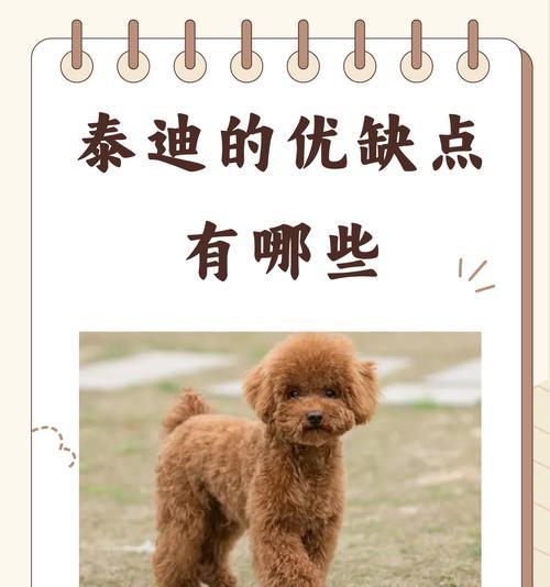 少人养巨型贵宾犬的原因（探究城市禁养政策对巨型贵宾犬饲养率的影响）