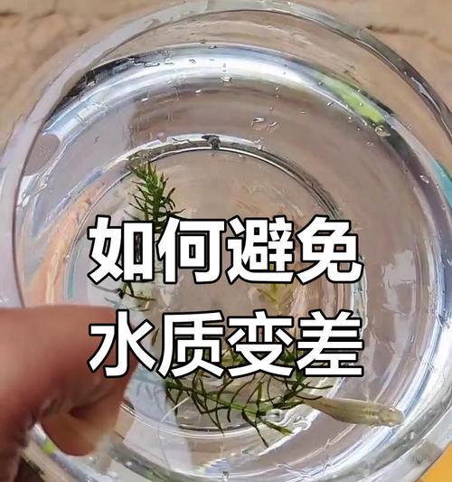 以鱼喂完多久可以换水？（了解正确的鱼缸换水频率，保持鱼儿健康成长）