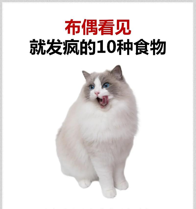 以布偶猫也能喂人食，这5种食物，越吃越健康，有利于猫咪长肉和发腮