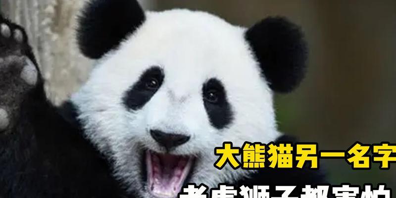 熊猫与老虎的凶狠一面（探寻野生动物中的凶狠本能与保护困境）