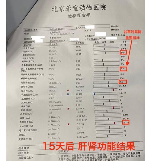 狗狗肝受损后的恢复时间（探究狗狗肝受损恢复时间的影响因素和疗养方法）