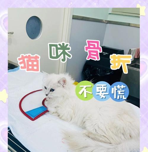 猫咪骨折的康复时间及护理（了解猫咪骨折的康复过程与注意事项）