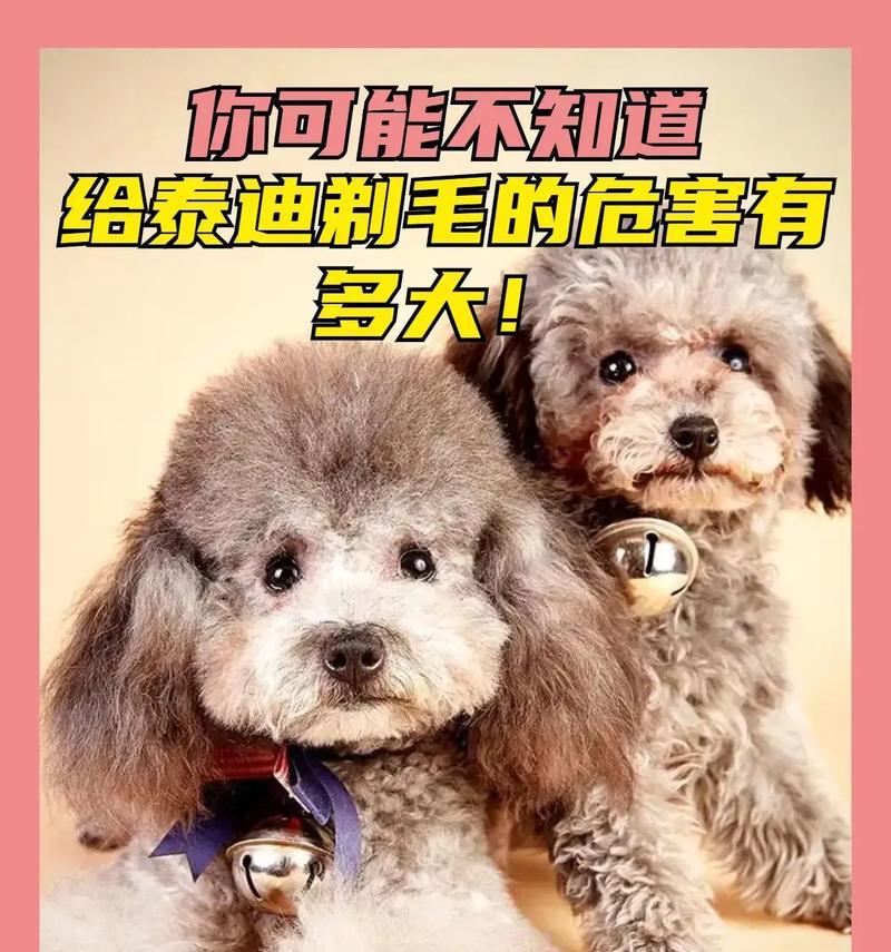 泰迪狗的生理周期和特征（探索泰迪狗的发情、妊娠和产仔周期）