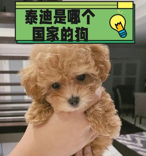 泰迪犬的价格及市场行情（泰迪犬价格高昂，市场供不应求）