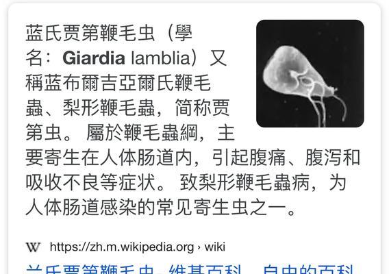 狗狗拉稀的原因及处理方法（宠物狗为什么会拉稀？拉稀的处理方法及预防措施）
