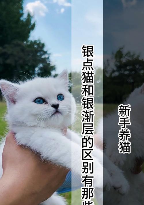 揭秘银渐层猫的价格及判断方法