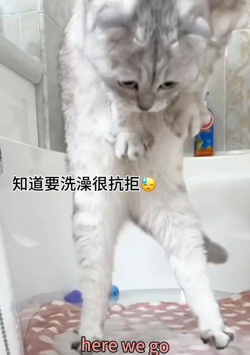 小猫的洗澡时间和注意事项（了解小猫洗澡的最佳时机和正确方法）