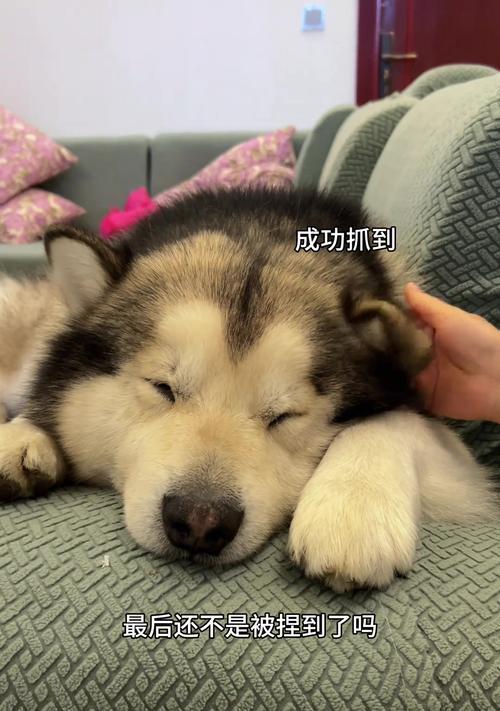 狗狗的睡眠习惯（了解2个月大狗狗的睡眠时间和规律，为它们提供良好的休息环境）