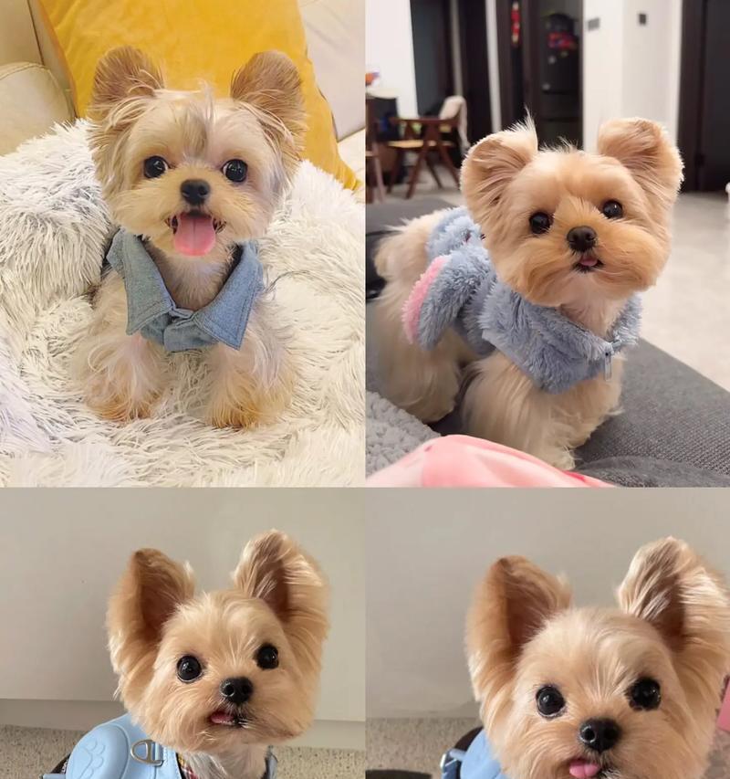 约克夏犬的价格及你是否喜欢约克夏幼犬？（探讨约克夏犬市场价格和魅力，解读你对约克夏幼犬的喜爱之源）