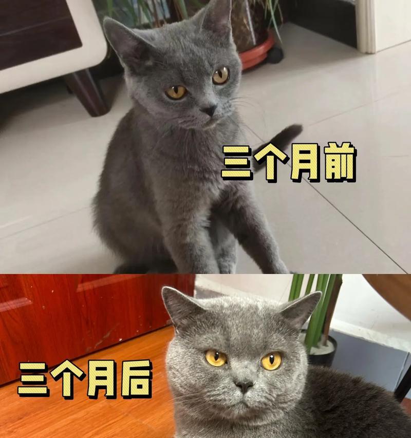 猫粮的合理喂养量及成年猫的饮食需求（探究猫粮每月的合理喂养量，成年猫所需的猫粮摄入量及饮食要点）