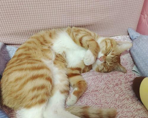 猫咪的午睡习惯与时长（揭秘猫咪为何钟爱午后小憩，以及午睡对猫咪的好处）