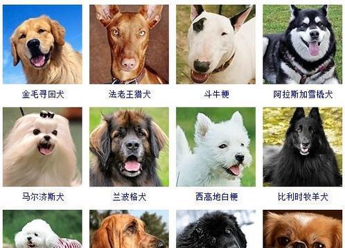 小宠物狗品种大揭秘（探寻各种小宠物狗品种的特点和适养环境）
