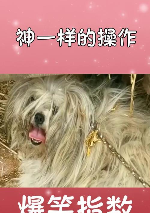 探究以锁狗现象（解析现代社会中的锁狗现象及其影响）