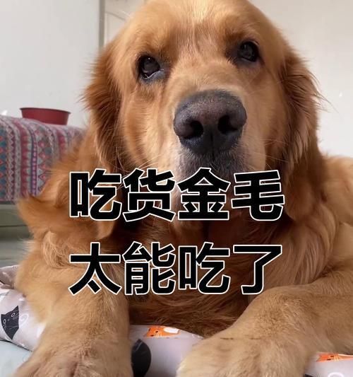 揭秘金毛为何吃不胖的原因（5个问题导致金毛光吃不长胖，你中了几个？）