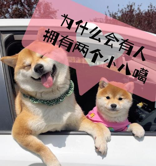 柴犬改变了我的生活（一只可爱的柴犬带来的幸福与责任）