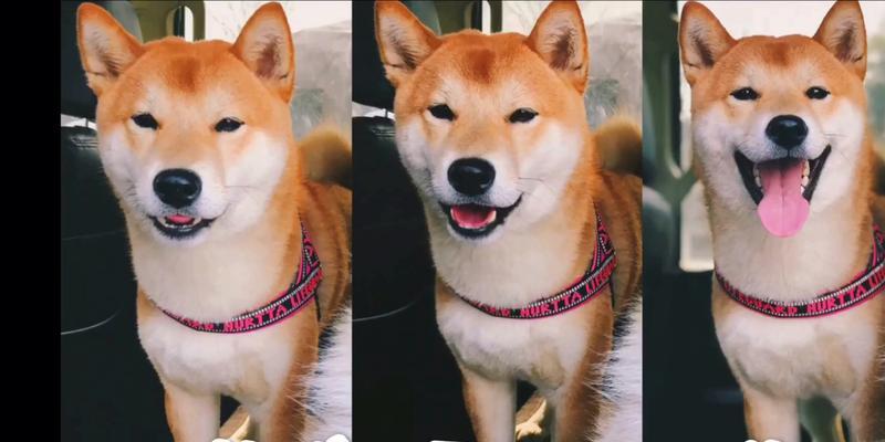 柴犬夏天“蜕变”成悟空脸的奇妙现象（再漂亮的柴犬也逃不过夏季的“悟空面具”？！）