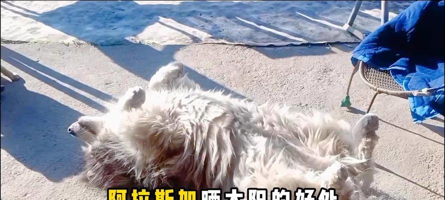 狗狗缺钙晒太阳的重要性（晒太阳多久合适？）