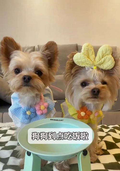 狗狗运动后多久可以吃饭？（了解适宜饮食时间，保障爱宠健康）