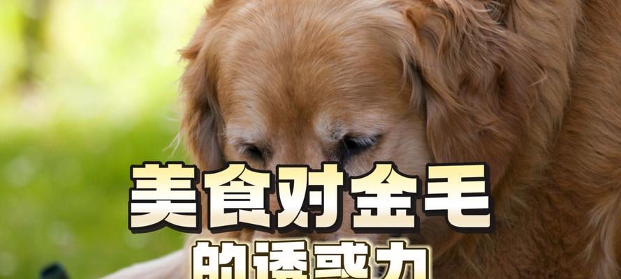 金毛犬的饮食需求与健康饲养（了解金毛犬的食物选择，让它健康快乐成长）