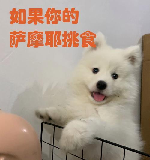 萨摩喜欢吃什么食物？（了解萨摩的饮食偏好与营养需求）