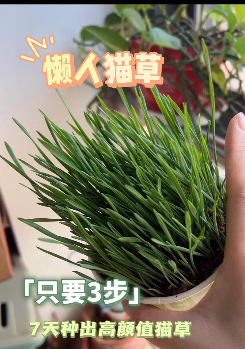 猫咪的饮食习惯（探究猫咪对猫草的需求与摄入频率）