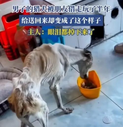小狗骨头饮食频率的科学探究（建立合理的喂养时间表，照顾宠物狗的健康需求）