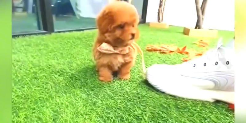茶杯犬（探秘畸形犬市场，茶杯犬引发的伦理争议）