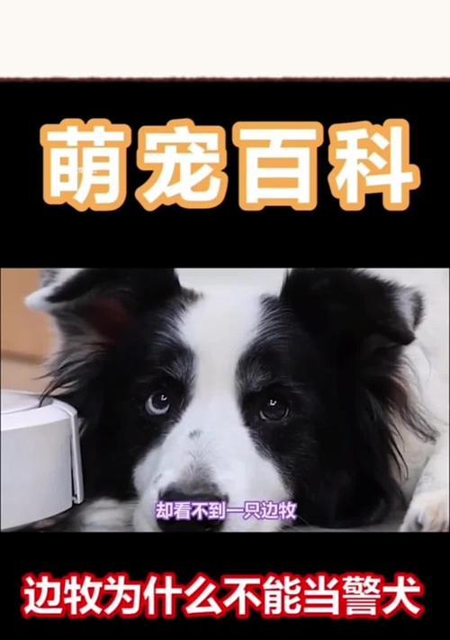 边牧为什么会突然大量喝水？（探究边牧喝水量增加的原因及解决方法）