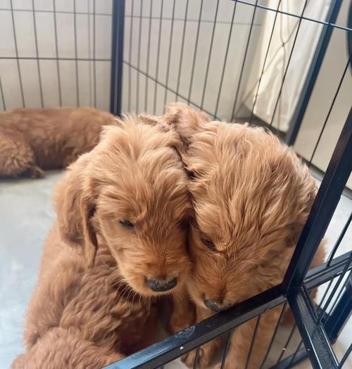 了解贵宾犬的品种和价格（探索各种贵宾犬品种及其价格区间）