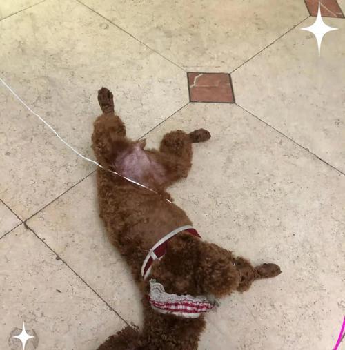 泰迪犬的饮食安全指南（探索泰迪犬的食谱和禁忌，让你的宠物健康快乐）