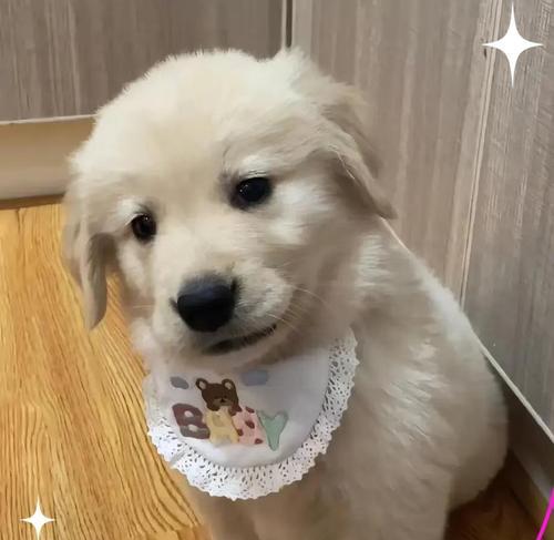 金毛犬饲养禁忌一览（关于金毛犬饲养的重要禁忌和注意事项）