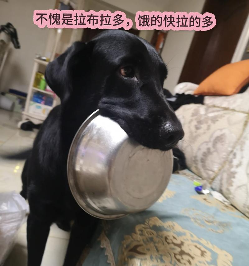 拉布拉多喂食频率分析与建议（科学喂食拉布拉多的关键是多久喂一次食）