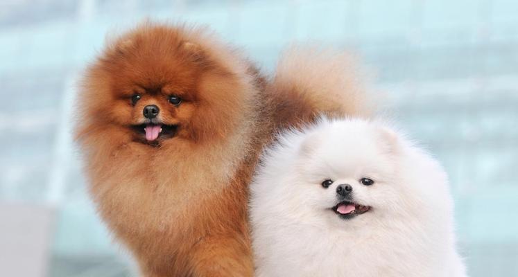 博美犬怀孕周期及特征（了解博美犬的怀孕周期和相关特征）