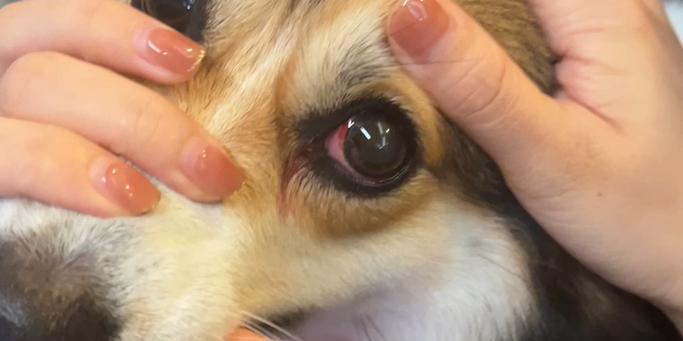 狗狗眼白出血的康复时间及护理方法（解析狗狗眼白出血的康复周期和关键护理知识）