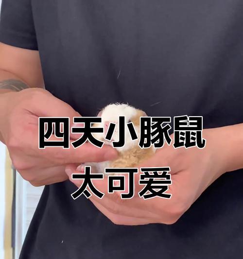 小荷兰猪的生育周期及繁殖特点（了解小荷兰猪的繁殖周期和特点，助你合理饲养）