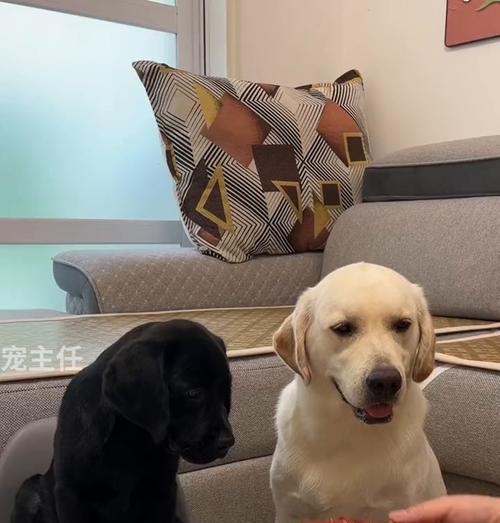 六种易胖狗狗，如何防止变成养猪大佬？（狗狗的健康重要性及避免肥胖的有效方法）