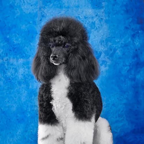 贵宾犬与泰迪智商之辨（智商高低揭秘｜贵宾犬与泰迪真正的智力水平）