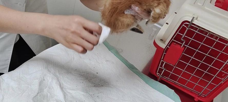 如何养小猫（清除流浪猫身上的跳蚤）
