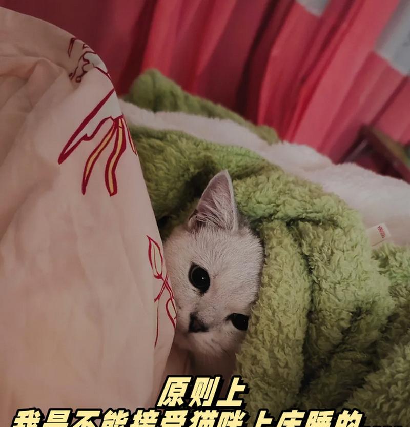 猫咪不上床睡觉的后果（为什么不让猫咪上床睡觉是一个错误的选择）